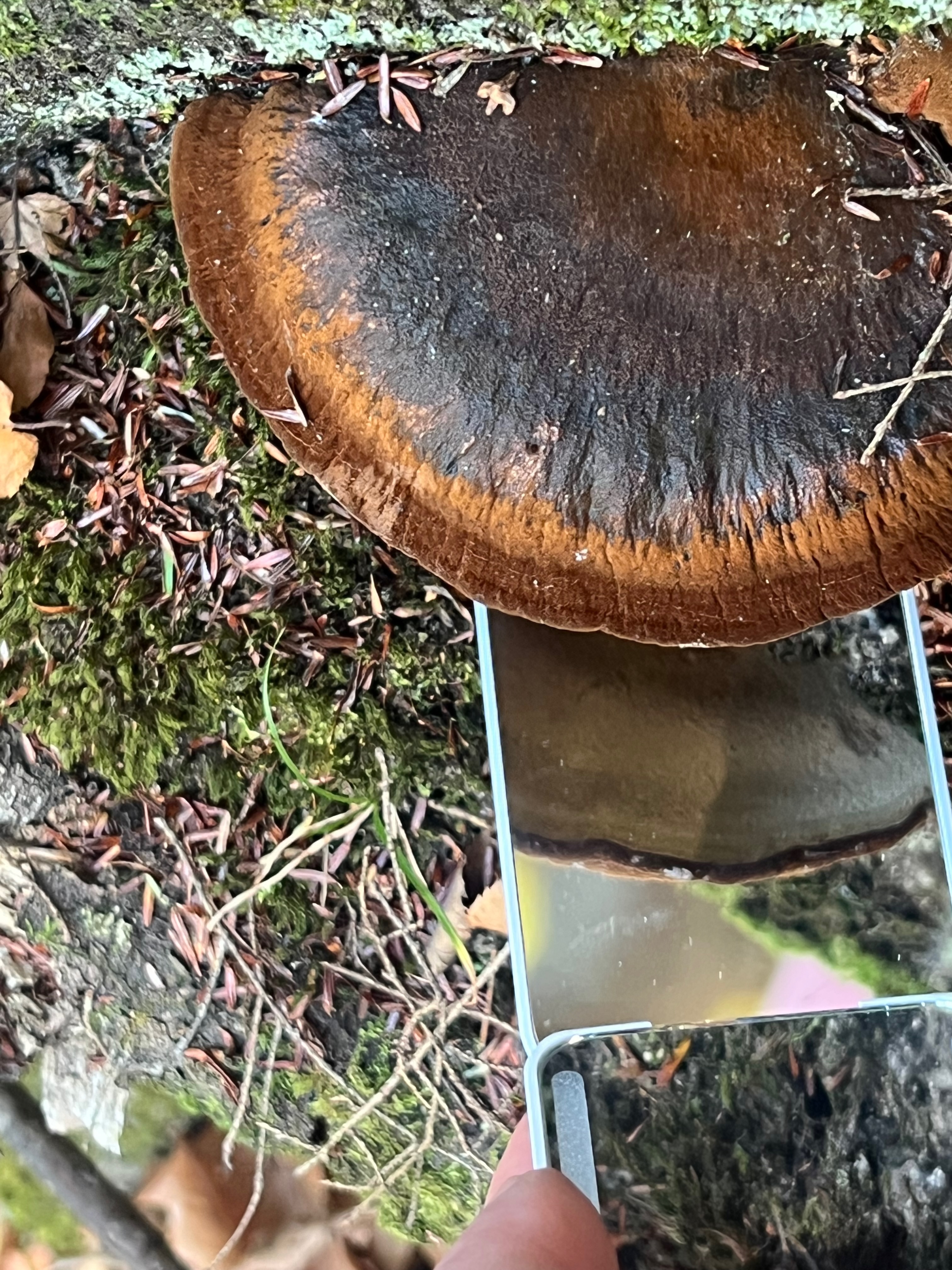 Ischnoderma resinosum